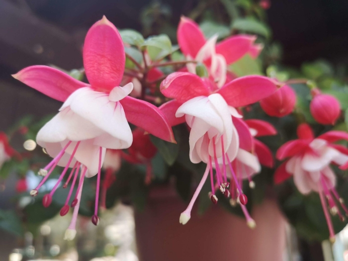 Фуксия corneel cornelis