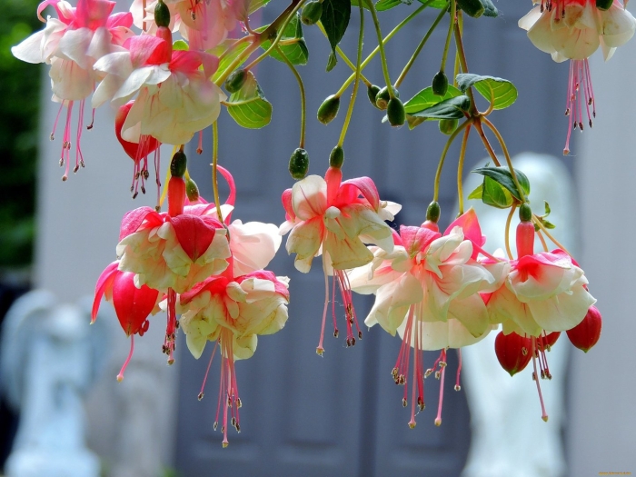 Фуксия анабель