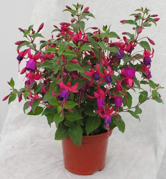 Фуксия элвин ампельная