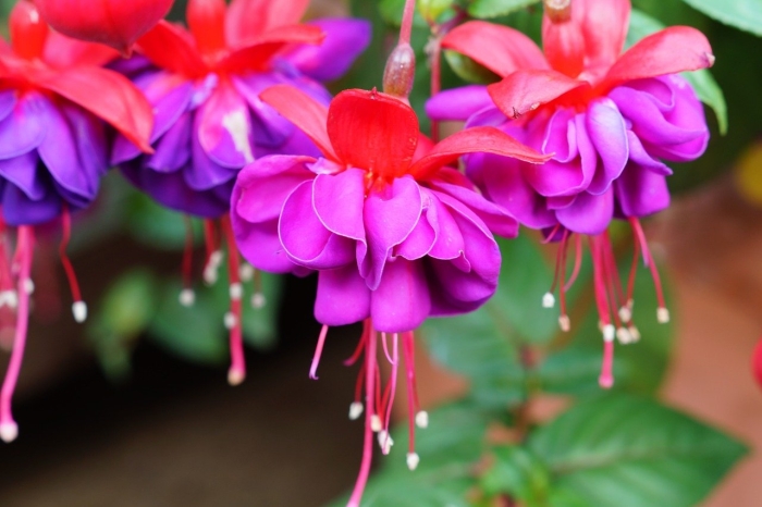 Фуксия fuchsia