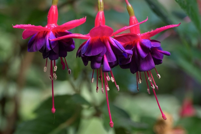 Fuchsia magellanica плантариум