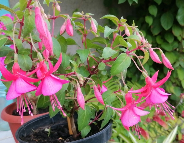 Комнатные цветы фуксия