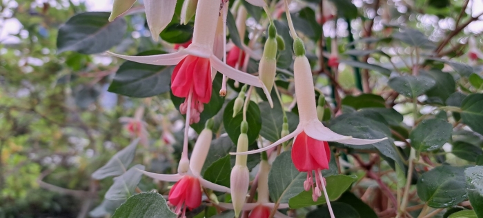 Сеянцы фуксии