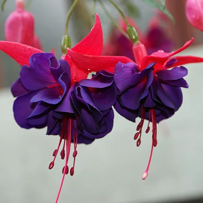 Фуксия майори мейд