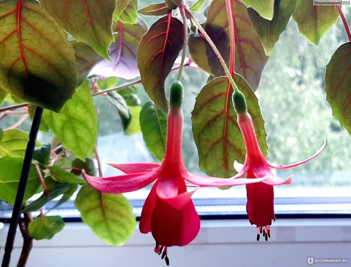 Фуксия veenlust