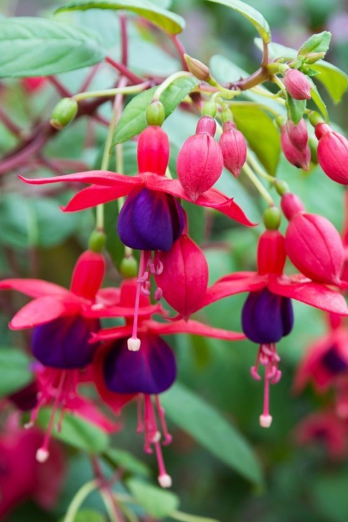 Фуксия сан карлос