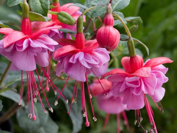 Фуксия ампельная