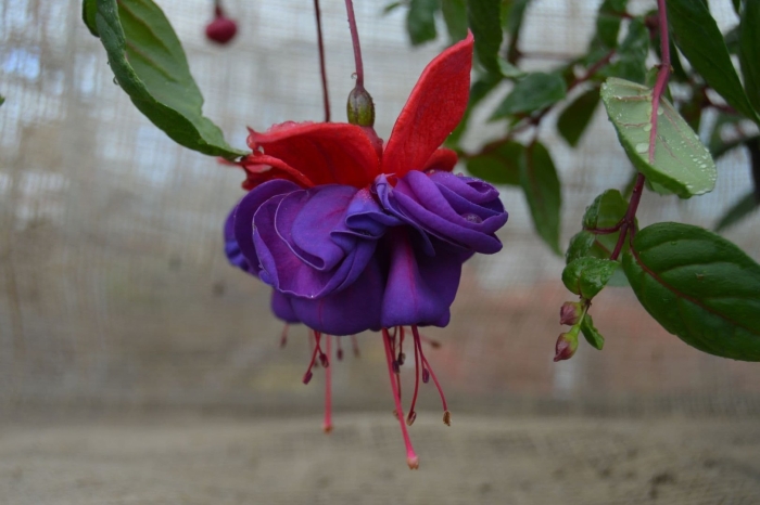 Фуксия блю айс