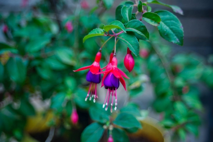 Фуксия гибридная fuchsia hybrida