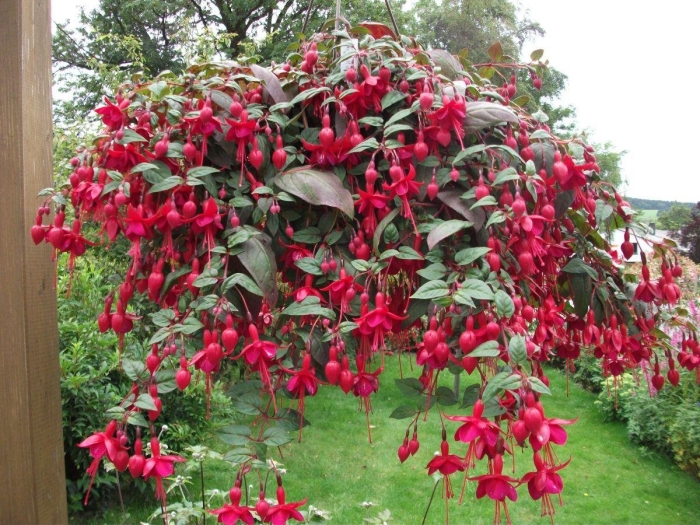 Фуксия marinka