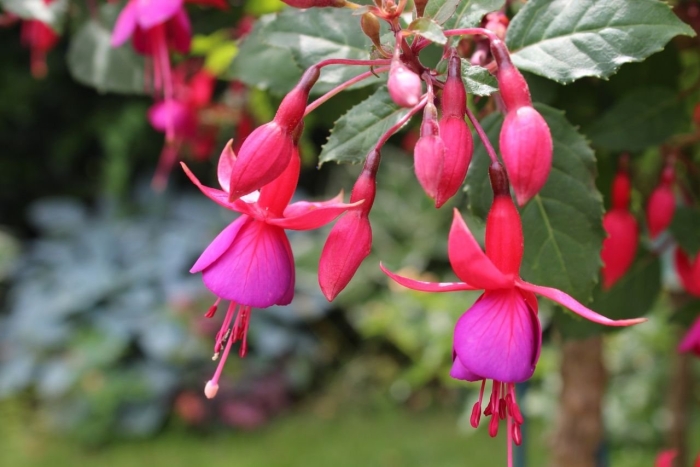 Фуксия фуксита канди