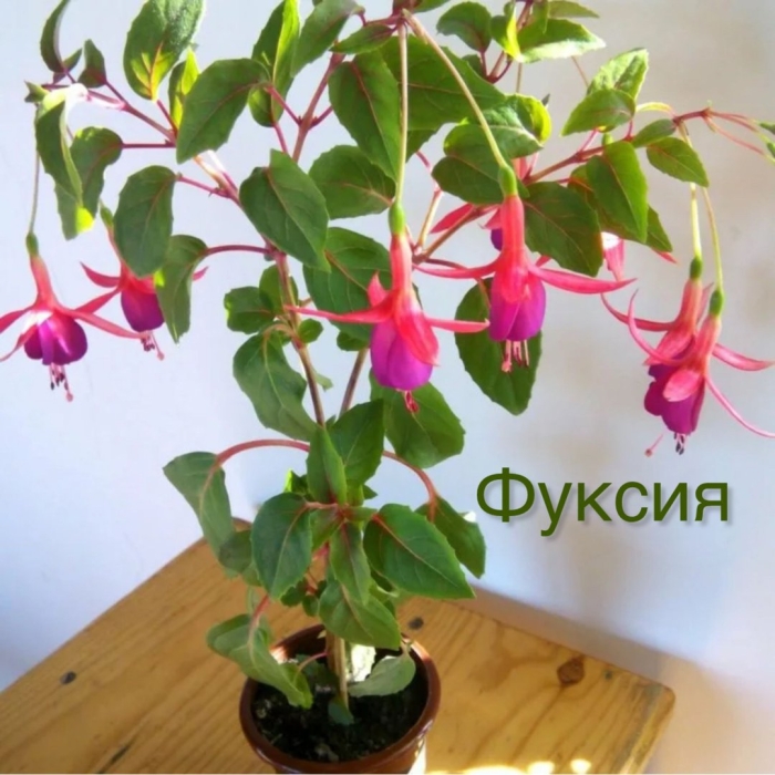 Фуксия комнатная