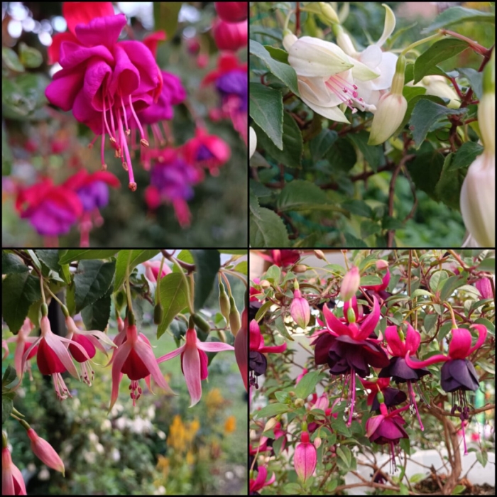 Фуксия walter osseman