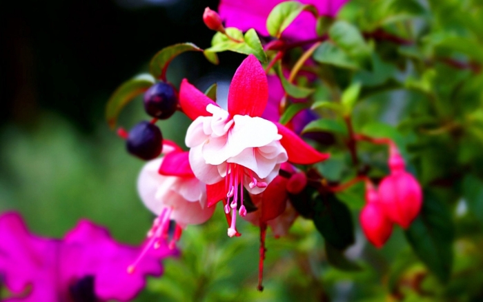 Фуксия ред вайт