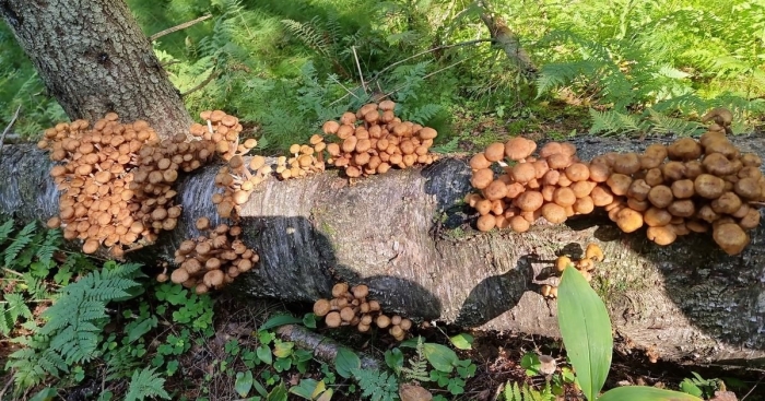 Гриб опенок