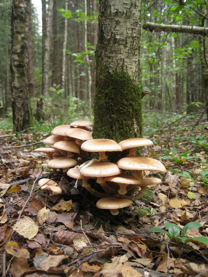 Опята пеньковые осенние