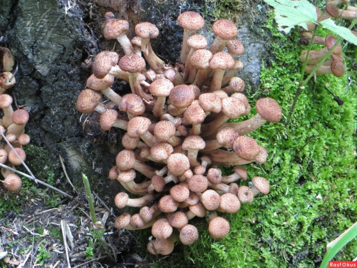 Осенние опята ленинградская область