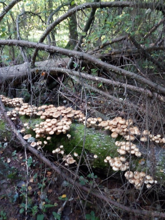 Опята в башкирии