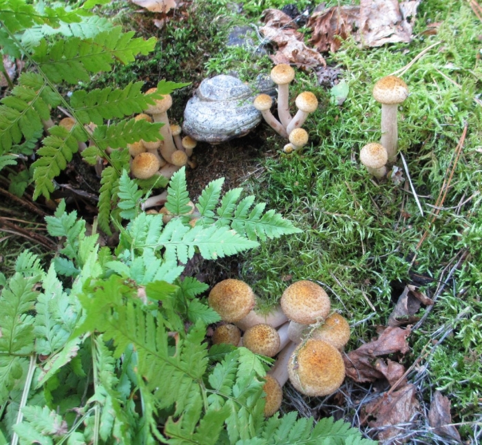 Чешуйчатка обыкновенная pholiota squarrosa