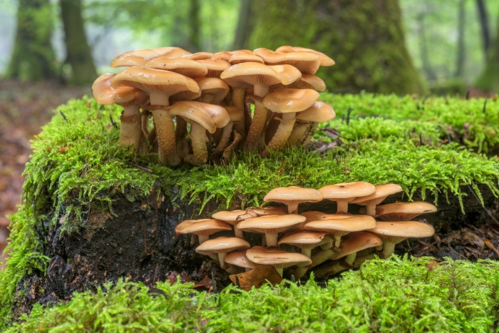 Опята лесные пеньковые