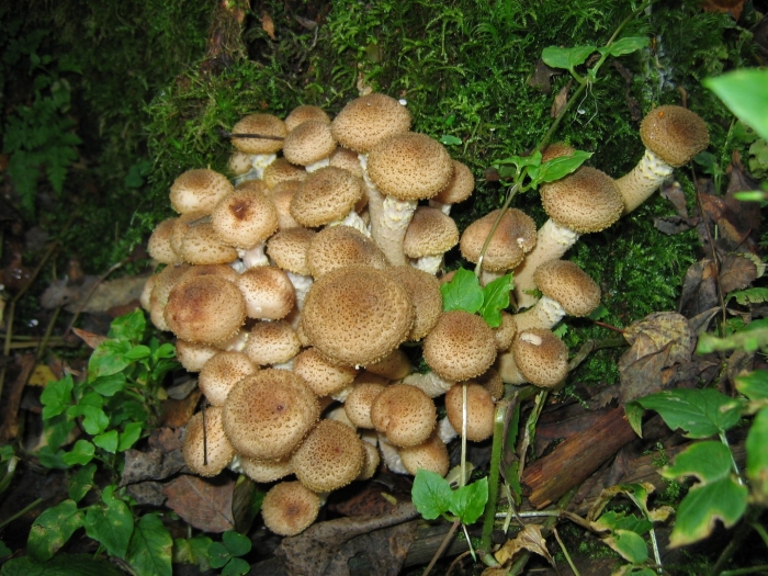 Опята сибирские