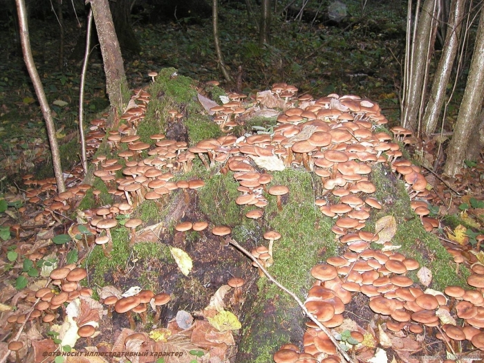 Поляна опят