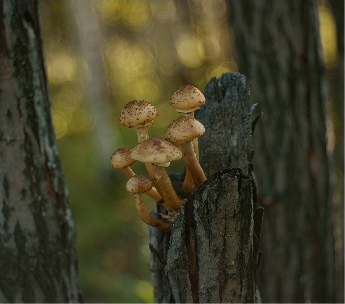 Опята на дереве