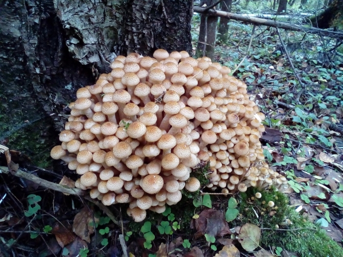 Лесные опята съедобные