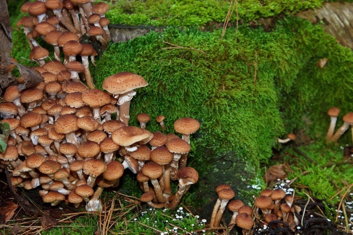 Грибы опята маслята