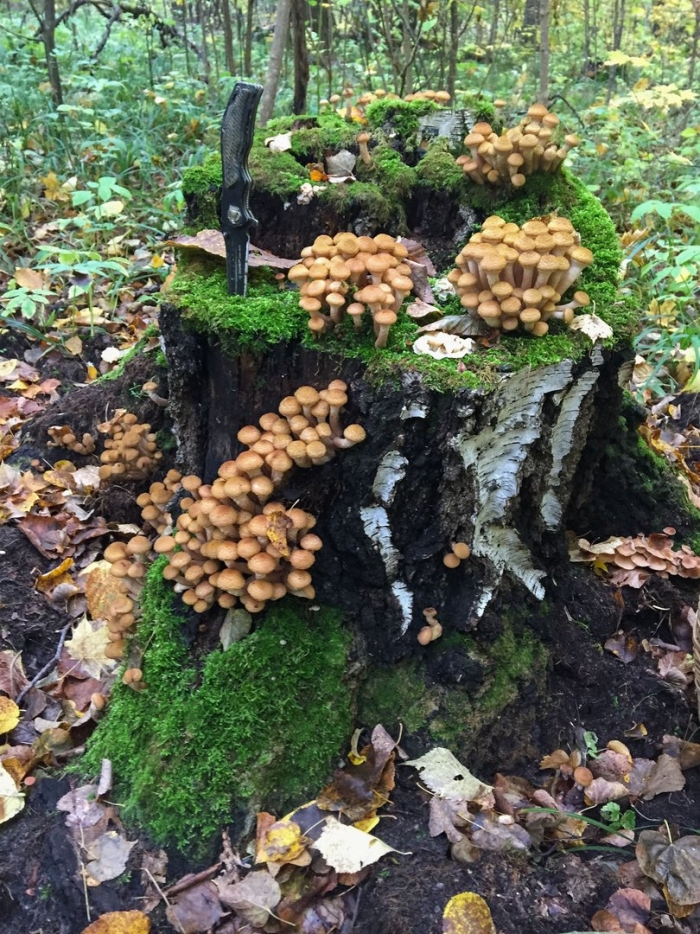 Пеньковые опята съедобные