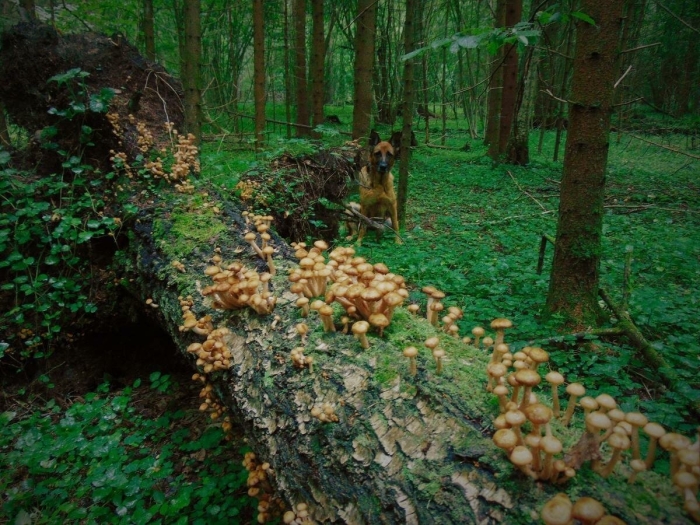 Опята в лесу