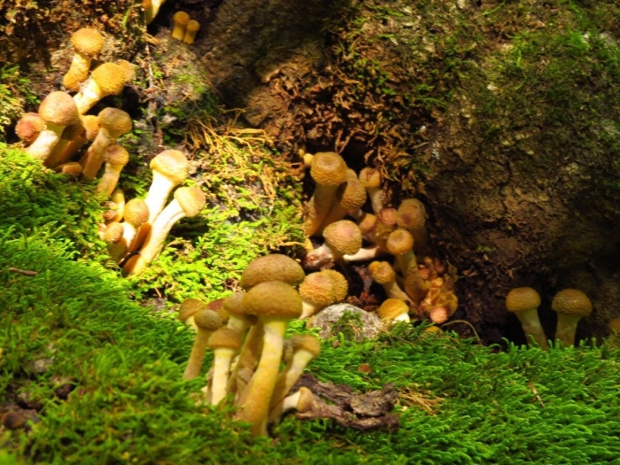 Опята на полянке