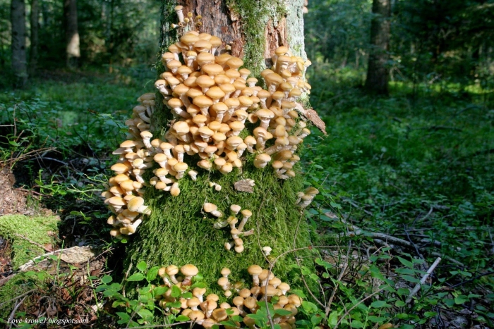 Пеньковые опята