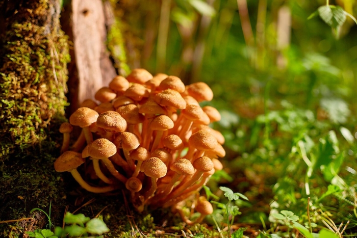 Опята грибы съедобные