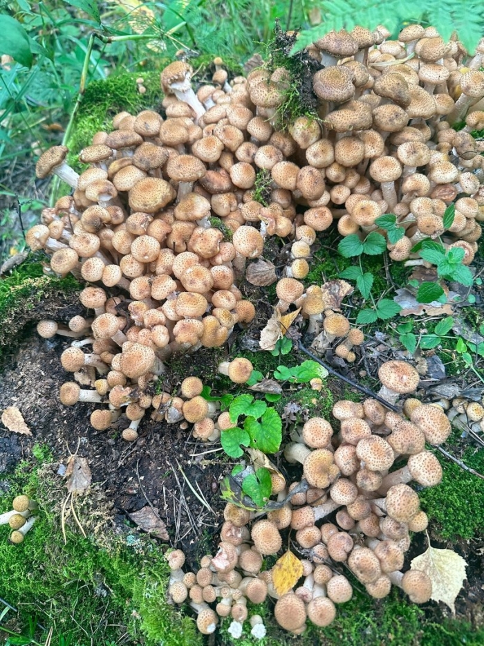 Гриб опёнок осенний