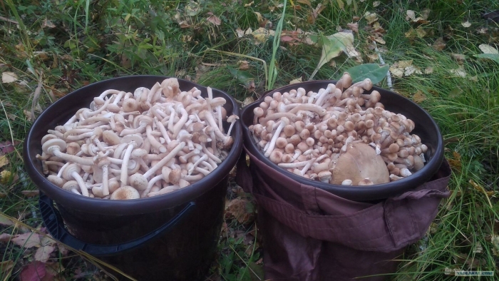 Ведро с грибами