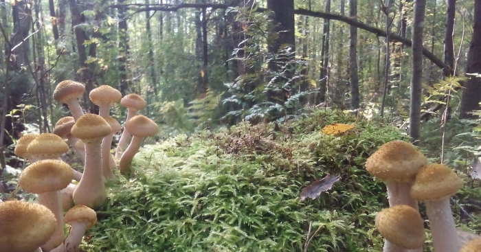 Опенок северный