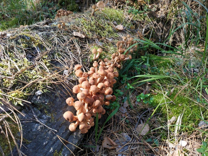 Опята на поляне