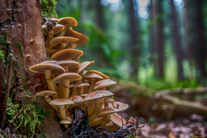 Опенок гриб