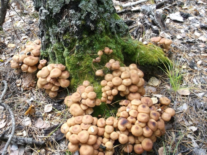 Пеньковые опята