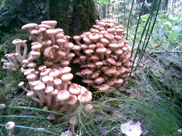 Опята крымские