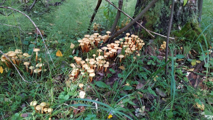 Грибы еловые опята