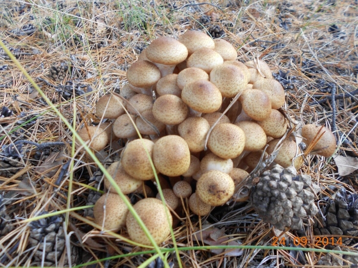 Осенние опята