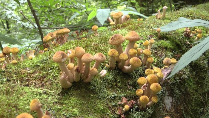 Лесные опята съедобные