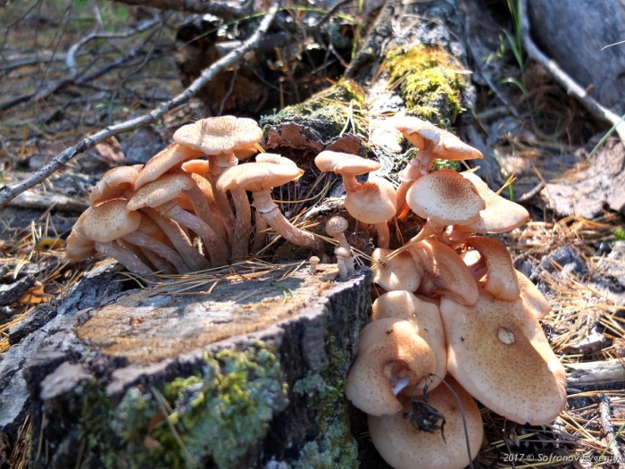 Опенок северный