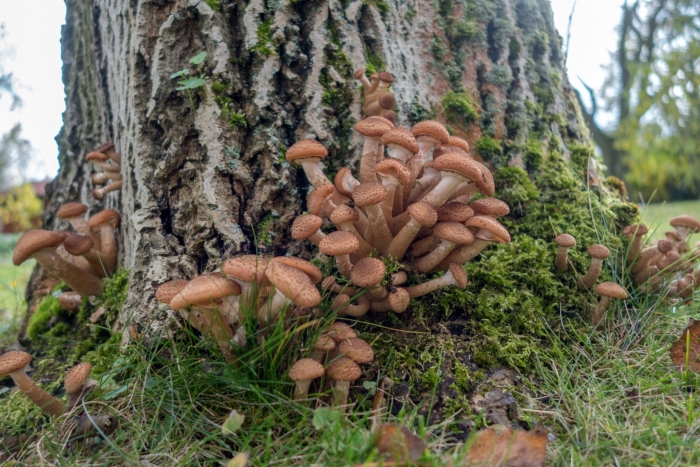 Armillaria ostoyae
