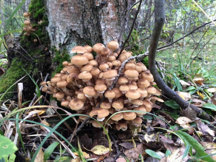 Грибы опята в ведре