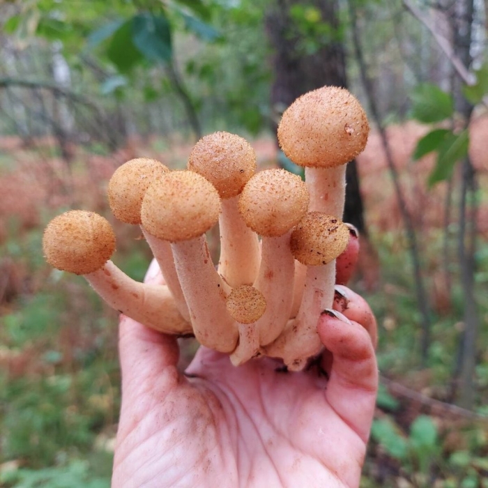 Опёнок осенний съедобные грибы