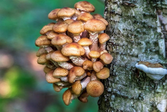 Когда пойдут опята