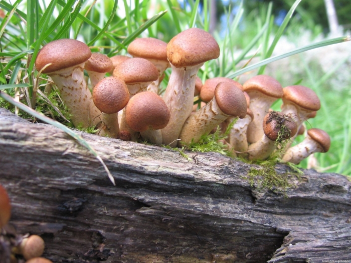 Опята для презентации